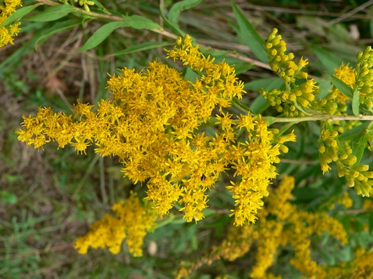 {Solidago altissima}